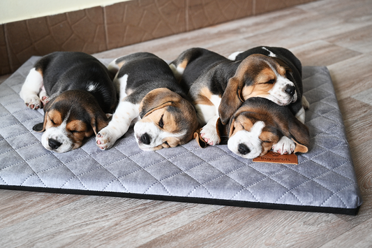Royal Pets Products | royalpetsproducts.pl | Luksusowe legowiska dla psów